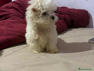 Bichón Maltés perros Bichon Maltes - Anuncio 1