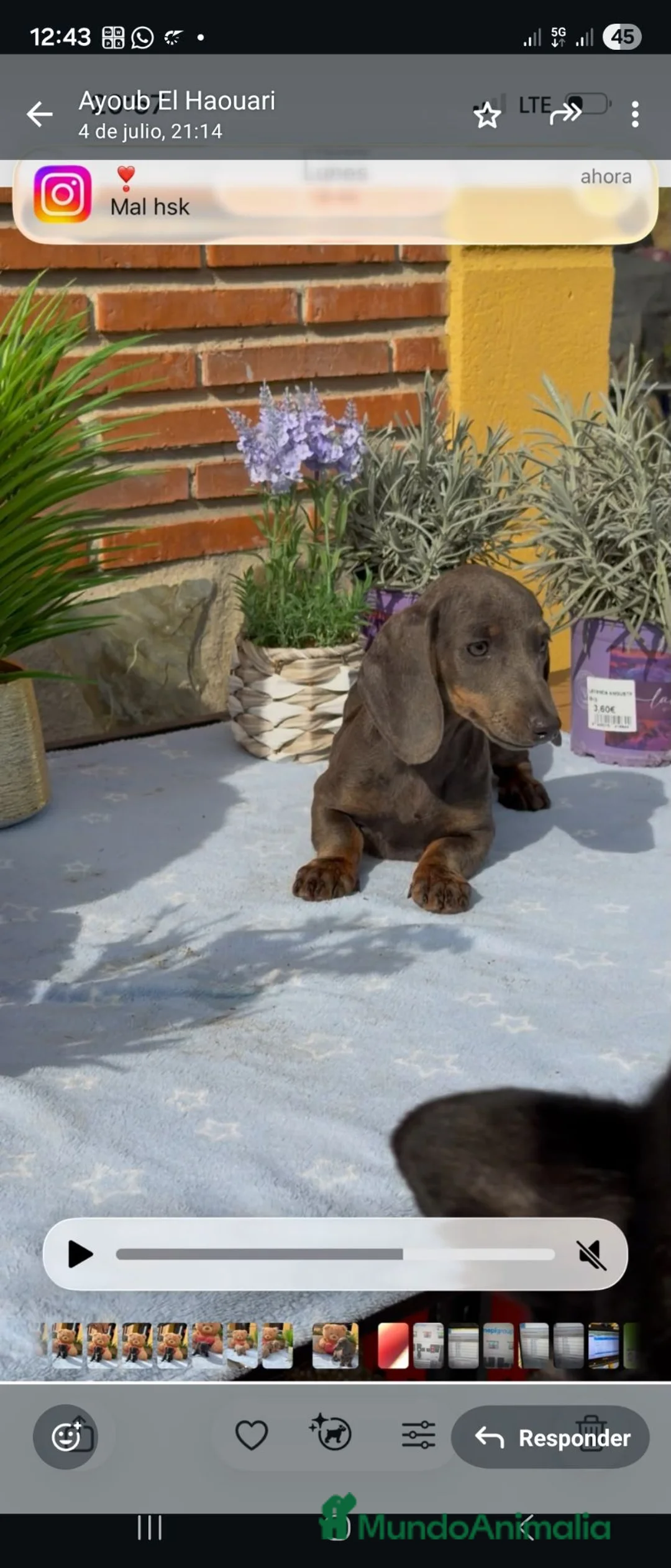 Teckel Miniatura perros en venta: Ultimo teckel. Macho - Anuncio 4