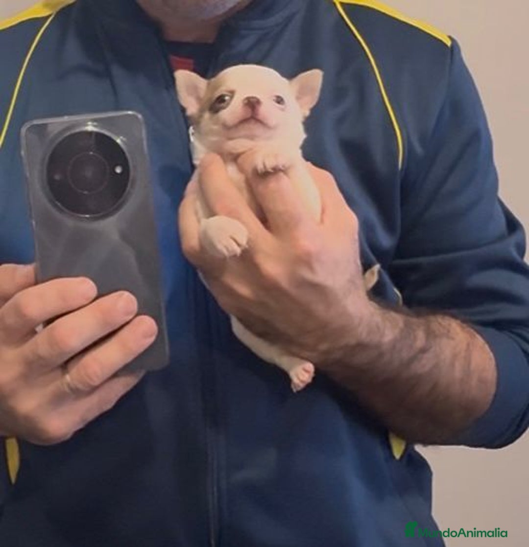 Chihuahua perros en venta: Chihuahua toy rusa - Anuncio 4