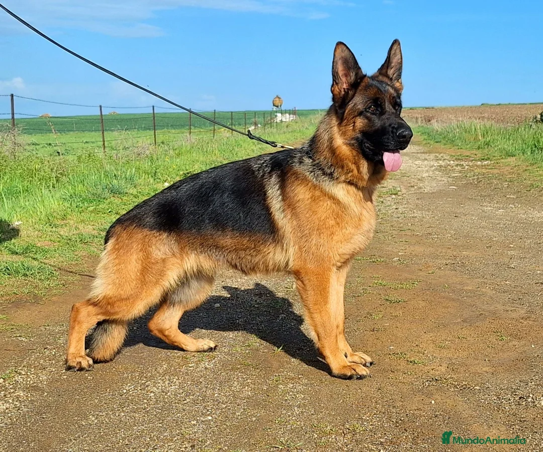 Pastor Alemán perros en venta: Pastor Alemán - Anuncio 1