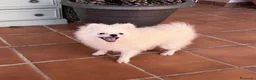 Pomerania perros en venta: Pomerania hembra tamaña pequeñito!! - Anuncio 3
