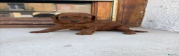 Caniche Toy perros en venta: Caniche rojo toy - Anuncio 1