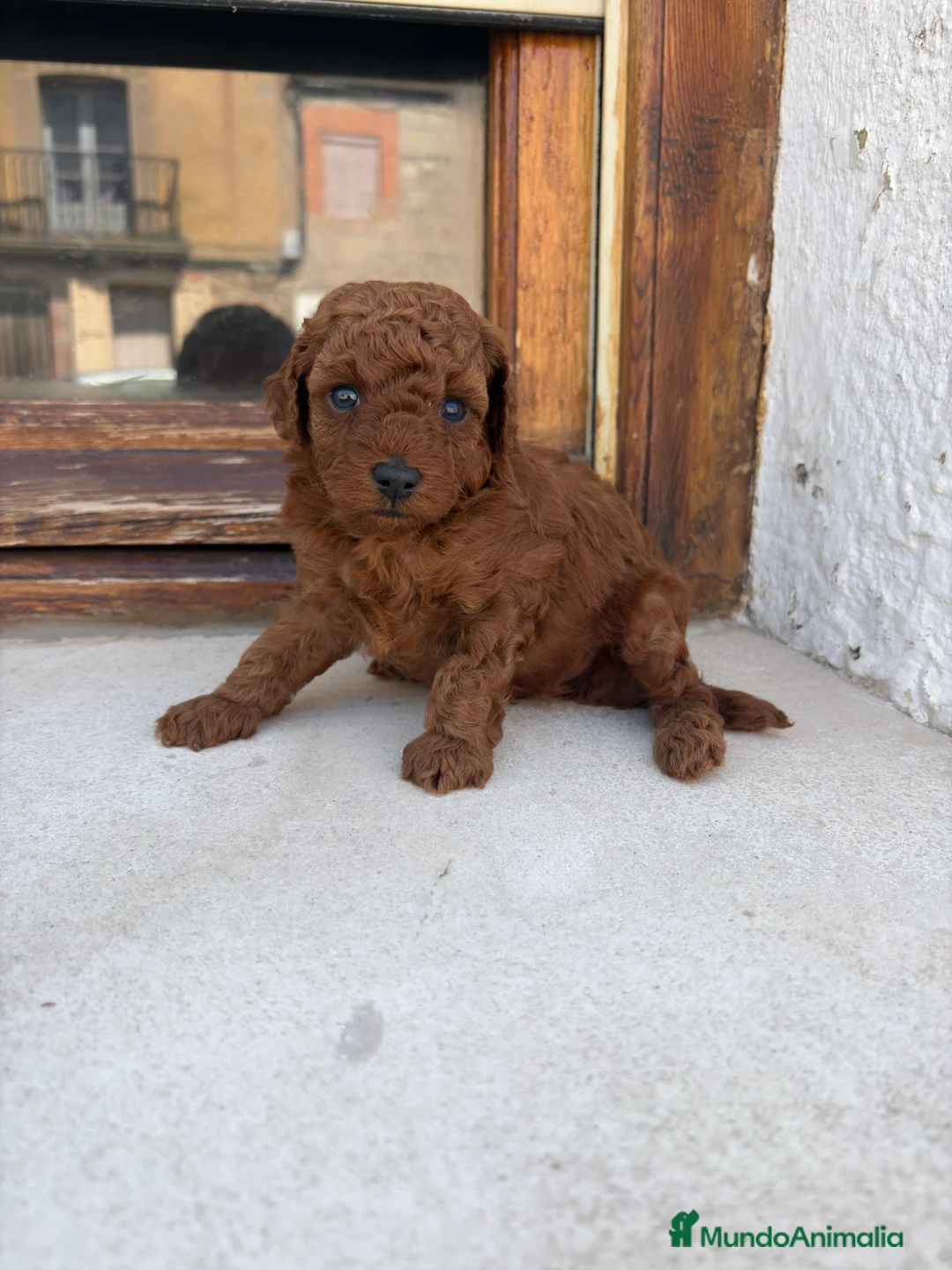 Caniche Toy perros en venta: Caniche rojo toy - Anuncio 1