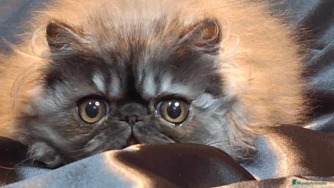 Persa gatos en venta: Precioso Gatito Persa - Anuncio 8