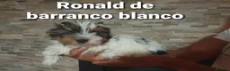 Biewer Yorkshire Terrier a la Pom Pon perros en venta: Biewer con pedigree de la mejor calidad - Anuncio 13