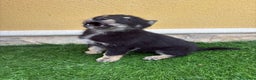 Perro Lobo de Saarloos perros en venta: Perro Lobo Ibérico macho  - Anuncio 3