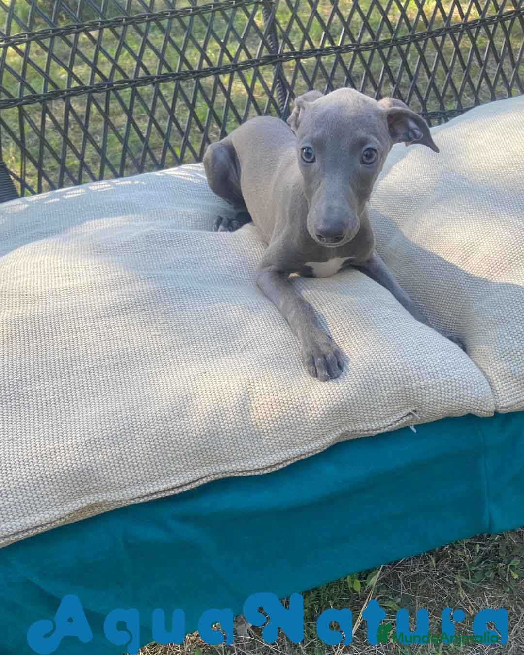 Pequeño Lebrel Italiano perros Lebrel Italiano Hembra 1978 AQUANATURA - Anuncio 2