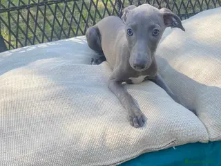 Pequeño Lebrel Italiano perros Lebrel Italiano Hembra 1978 AQUANATURA - Anuncio 2