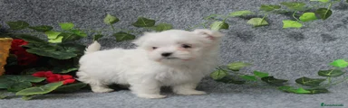 Bichón Maltés Cachorro 11
