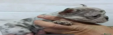 Bulldog Francés 2
