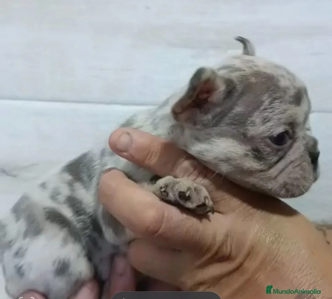 Bulldog Francés perros en venta: Macho y hembra de bulldog francés exóticos  - Anuncio 1