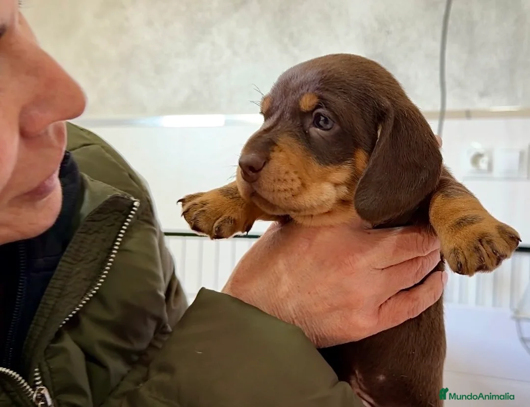 Teckel Miniatura perros en venta: Precioso cachorro Teckel miniatura  - Anuncio 9