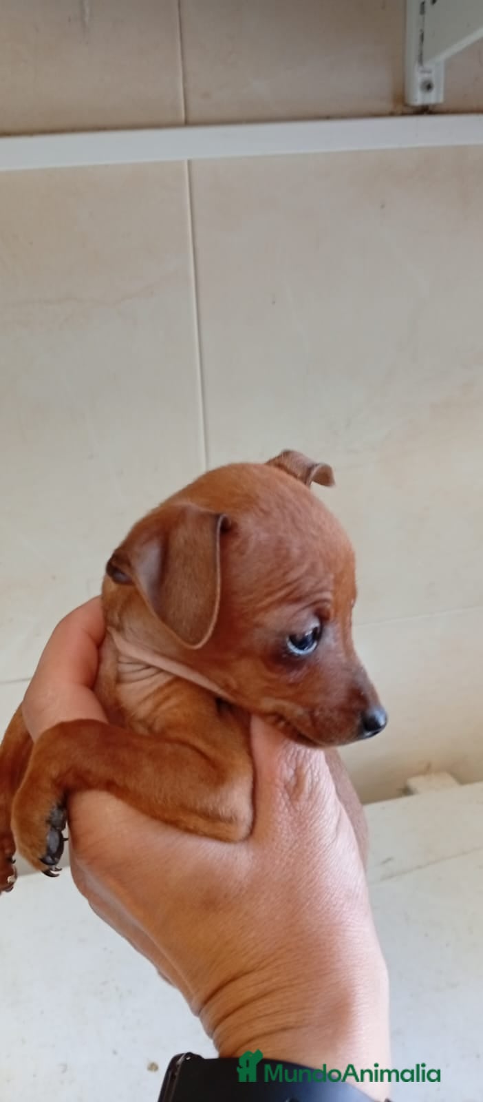 Pinscher Miniatura perros Mini pinscher de los más Toy  - Anuncio 19