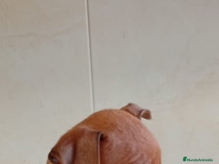 Pinscher Miniatura perros Mini pinscher de los más Toy - Anuncio 4