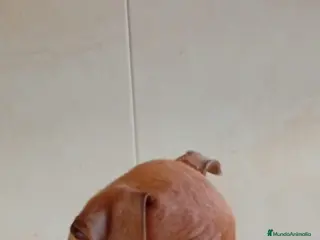 Pinscher Miniatura perros Mini pinscher de los más Toy - Anuncio 15