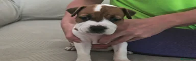 American Staffordshire-Terrier 5