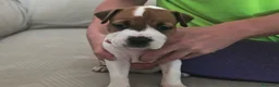 American Staffordshire-Terrier perros en venta: American Staffordshire Terrier  - Anuncio 6
