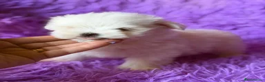 Bichón Maltés 3