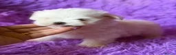 Bichón Maltés perros en venta: BICHÓN MALTÉS COREANO - Anuncio 5