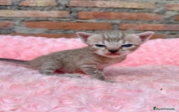 Bengalí gatos en venta: Gatitos Bengali snow  - Imagen 3
