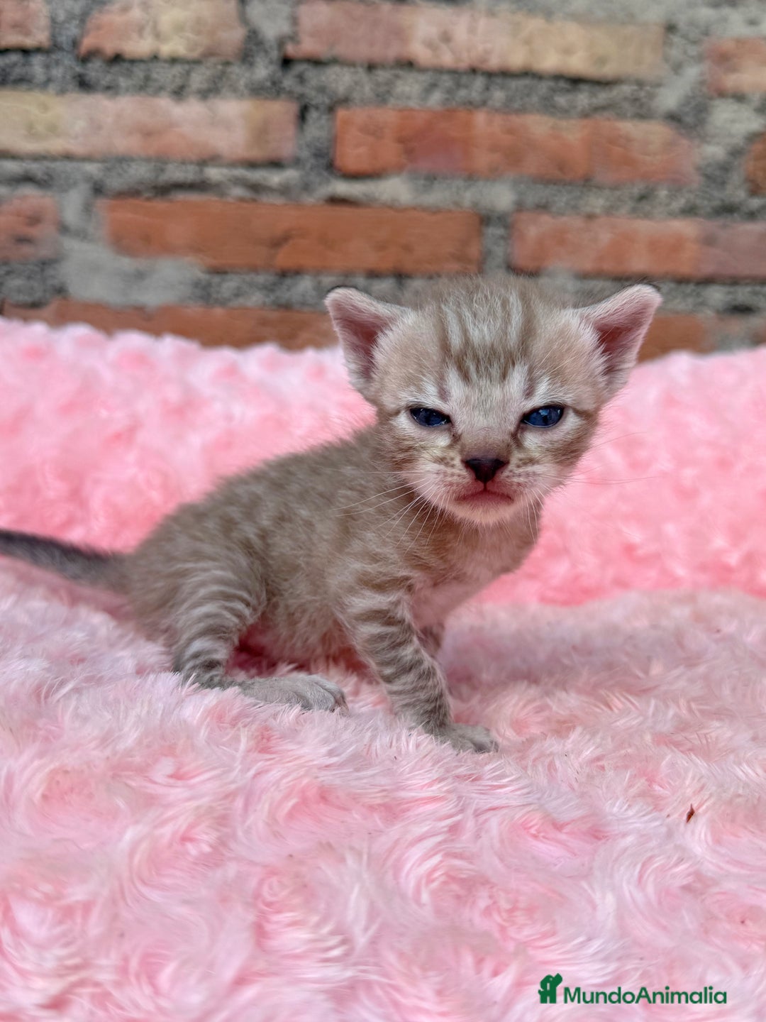 Bengalí gatos en venta: Gatitos Bengali snow  - Imagen 3