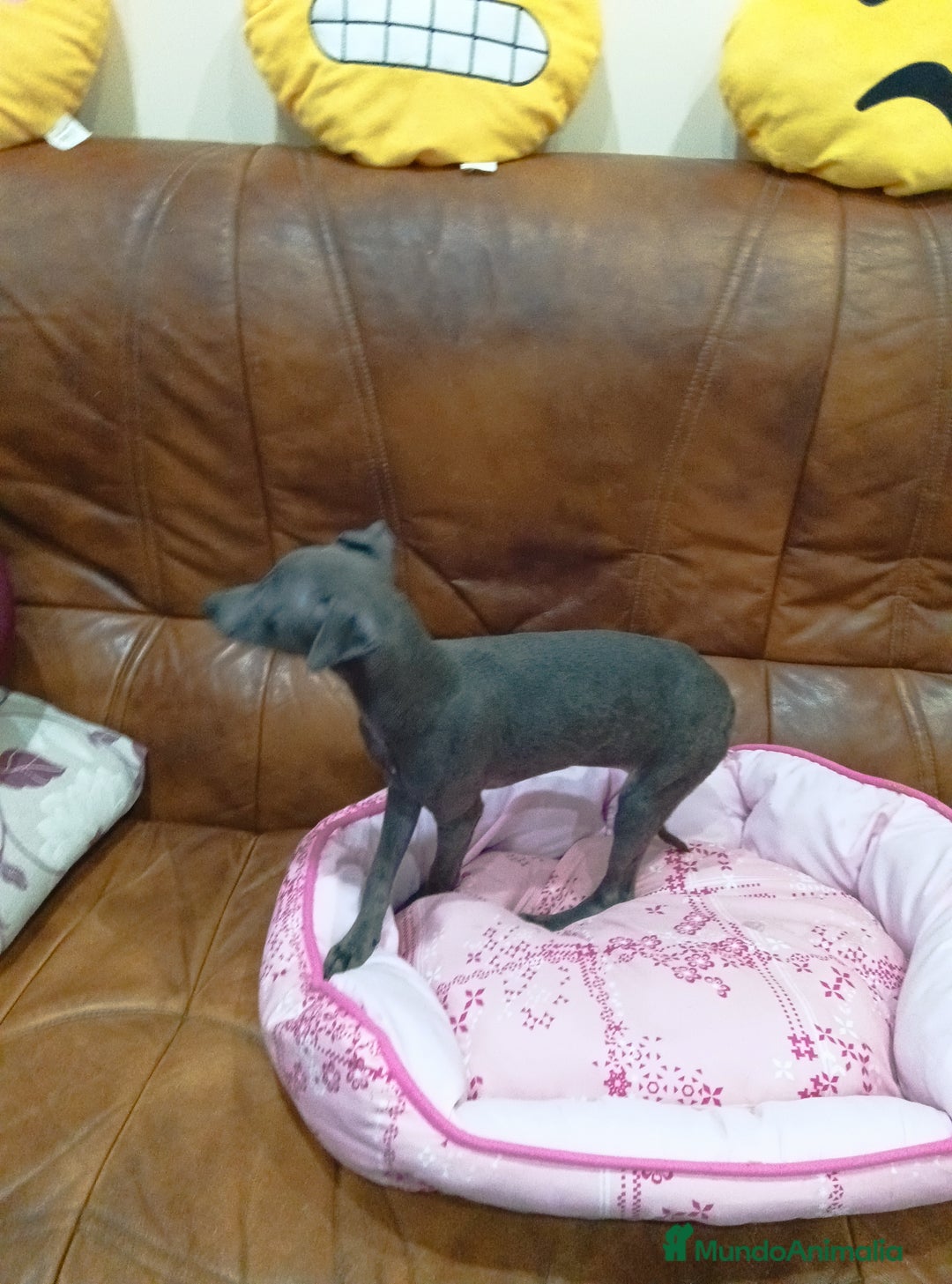 Pequeño Lebrel Italiano perros en venta: Piccolo lebrel blue - Anuncio 4