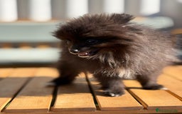 Pomerania perros en venta: Lulu pomerania MICRO  - Imagen 7