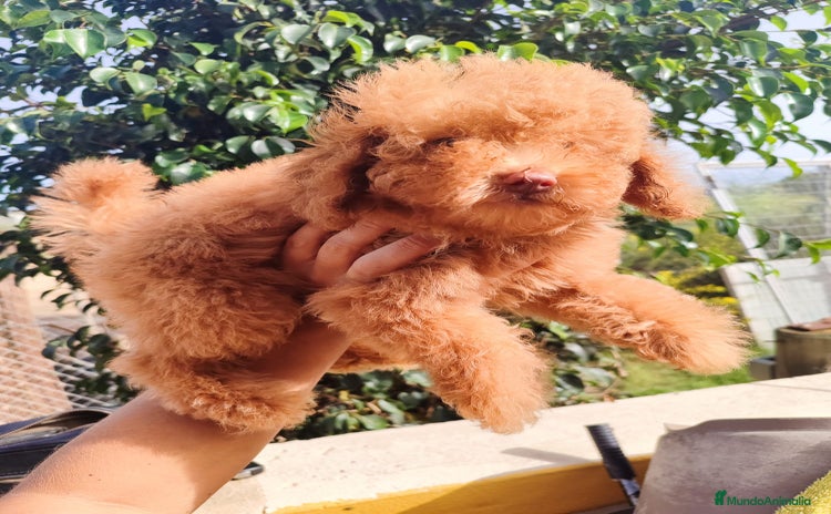 Caniche Toy perros - Anuncio 1