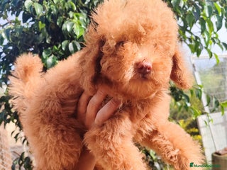 Caniche Toy perros - Anuncio 30