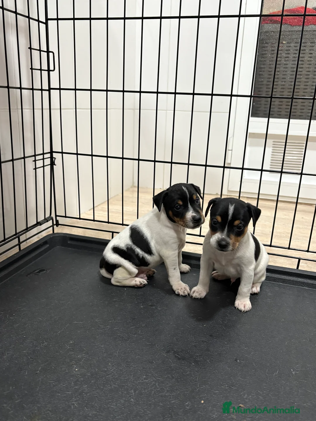 Gos Rater Valencià perros en venta: Cachorros ratonero valenciano gran calidad  - Anuncio 9