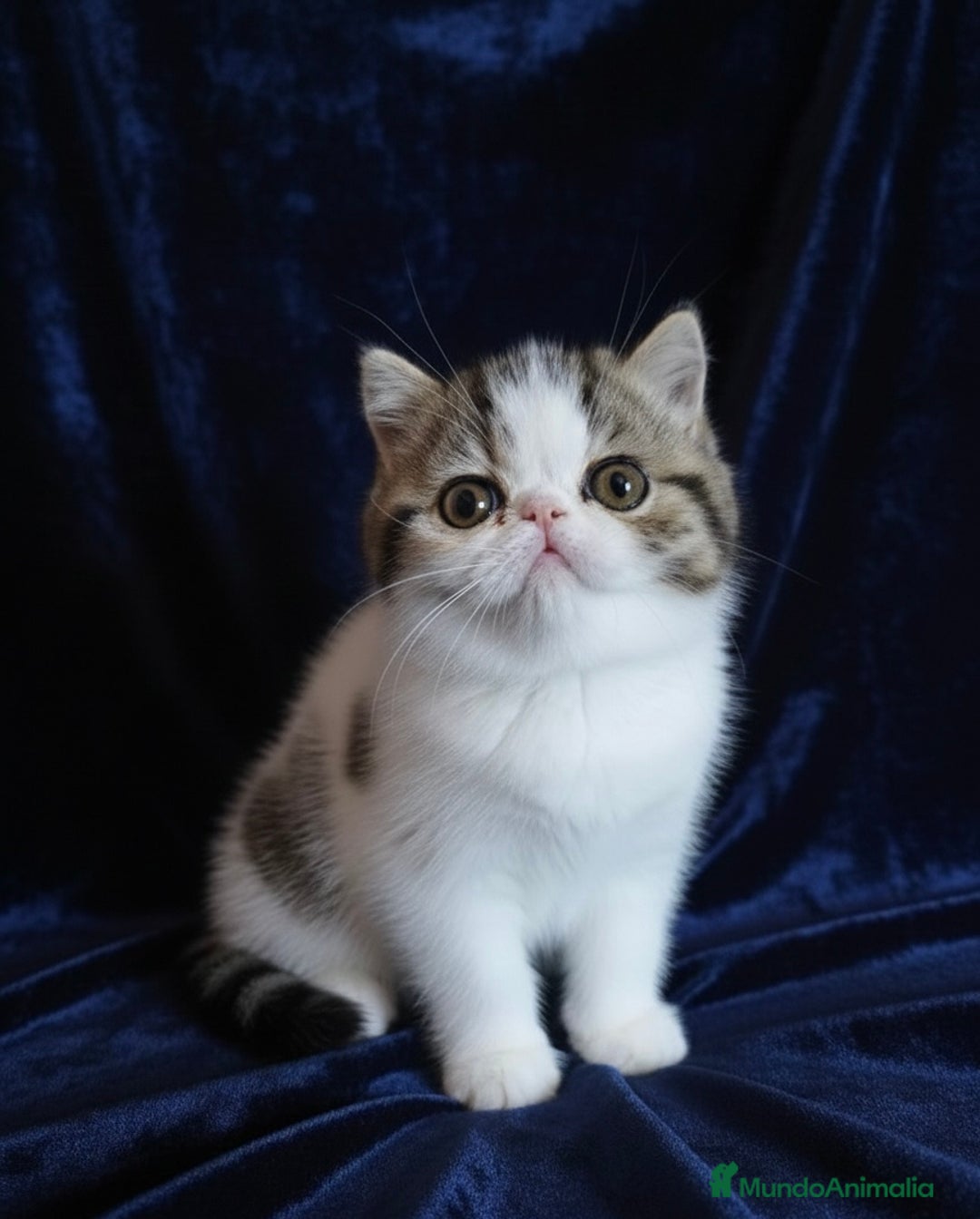 Exótico de Pelo Corto gatos en venta: Hembra Exótica - Calidad y Salud Garantizada - Anuncio 4