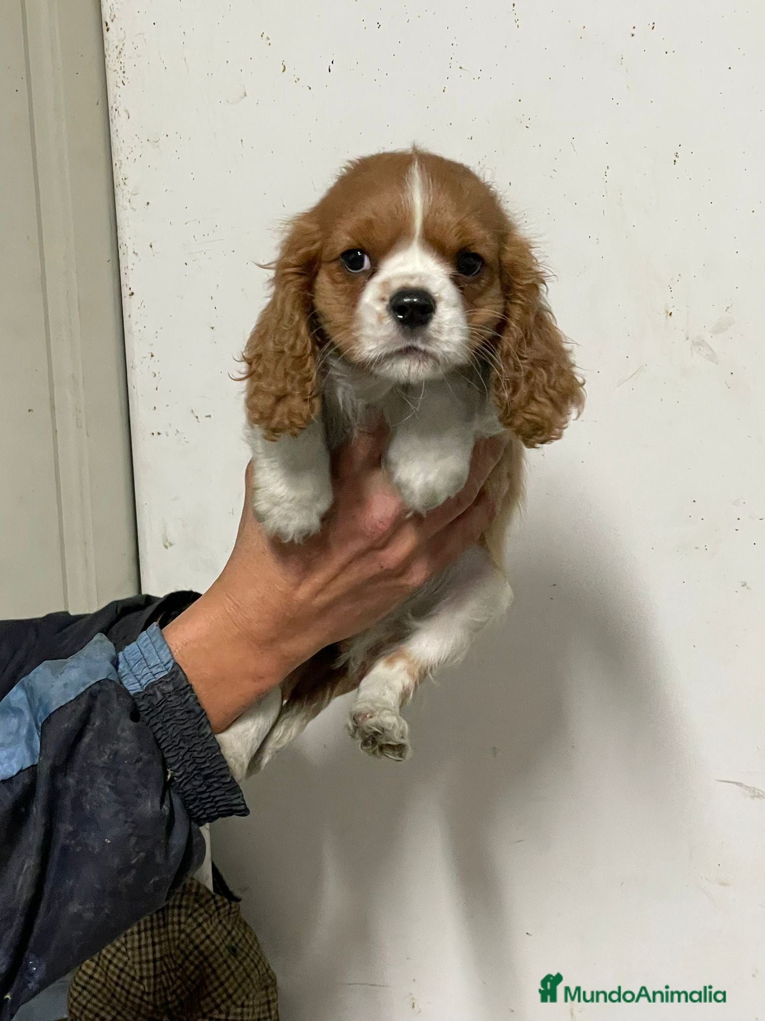 Cavalier King Charles Spaniel perros Preciosa camada de Cavallier en Madrid - Anuncio 2