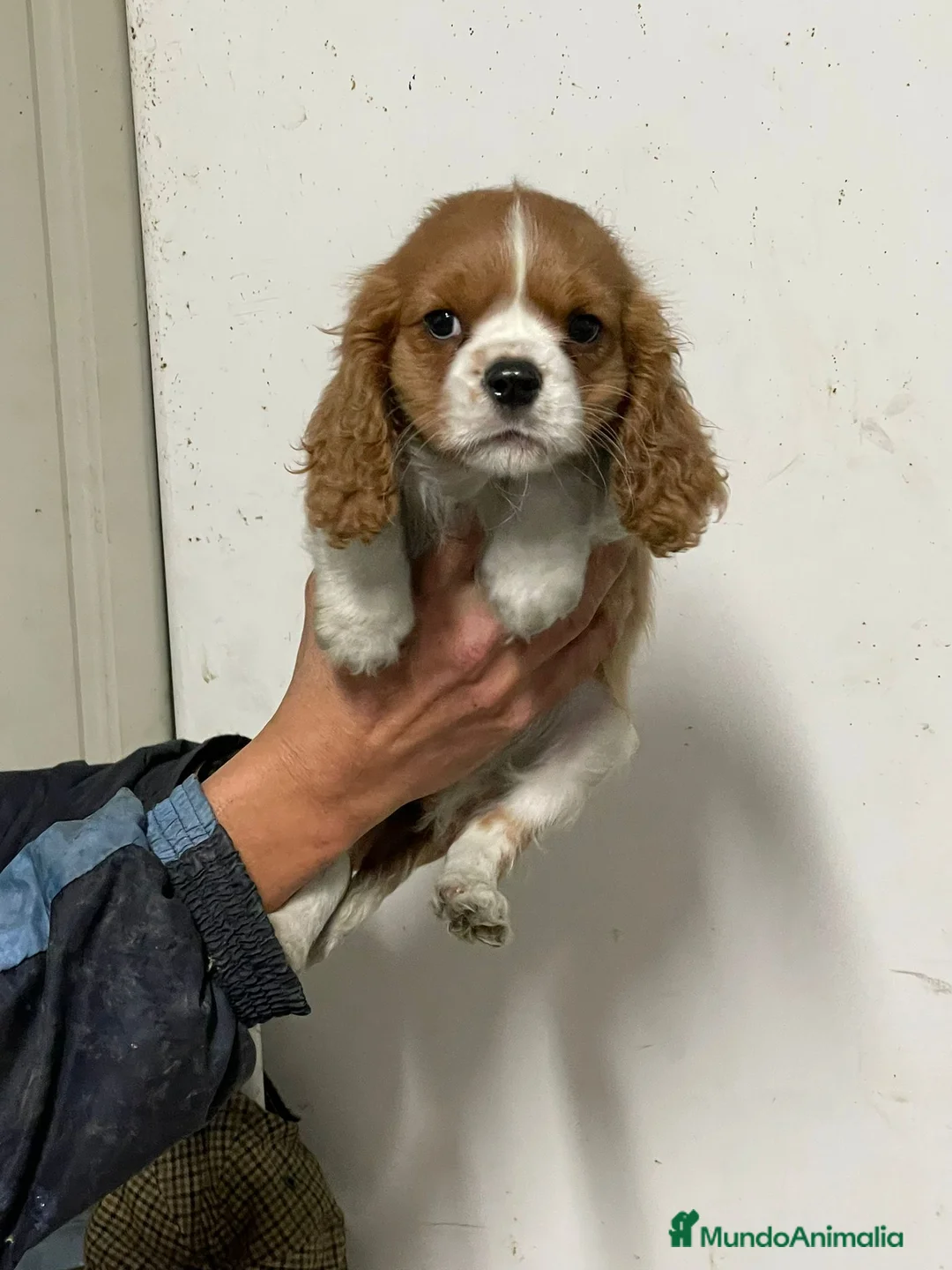 Cavalier King Charles Spaniel perros en venta: Preciosa camada de Cavallier en Madrid - Anuncio 2