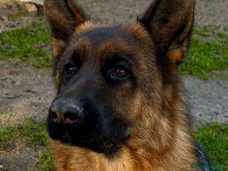 Pastor Alemán perros pastor alemán negro sólido belleza - Anuncio 1