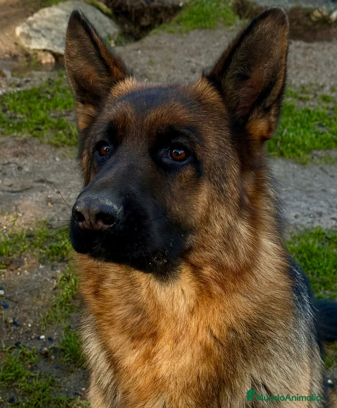 Pastor Alemán perros en venta: pastor alemán negro sólido belleza - Anuncio 1