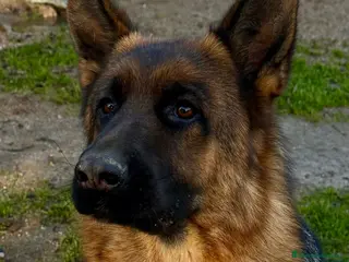 Pastor Alemán perros pastor alemán negro sólido belleza - Anuncio 2