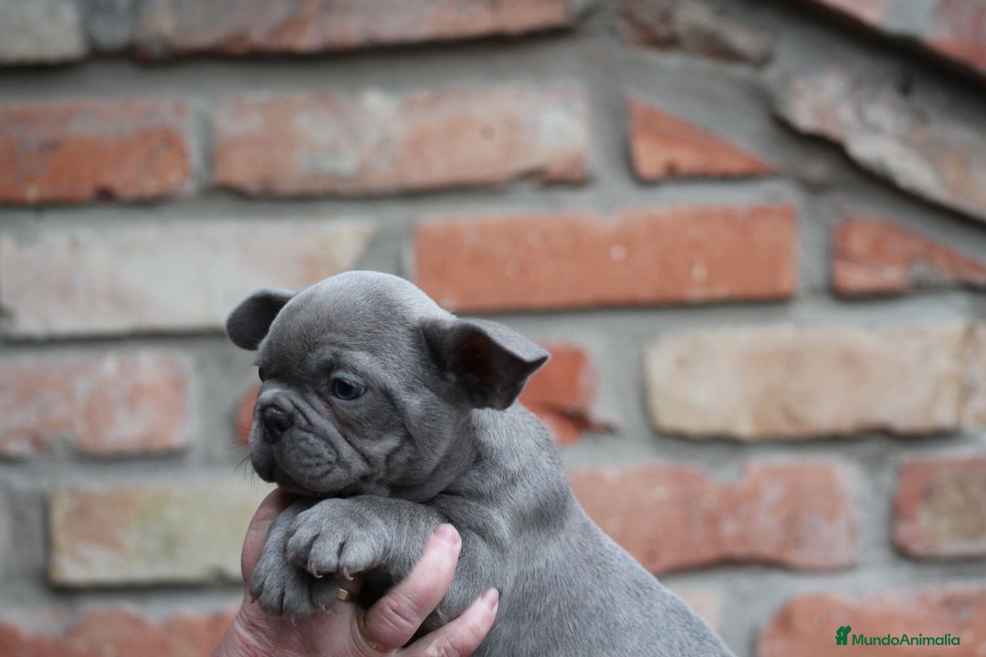 Bulldog Francés perros en venta: Cachorros de Bulldog francés  - Anuncio 3