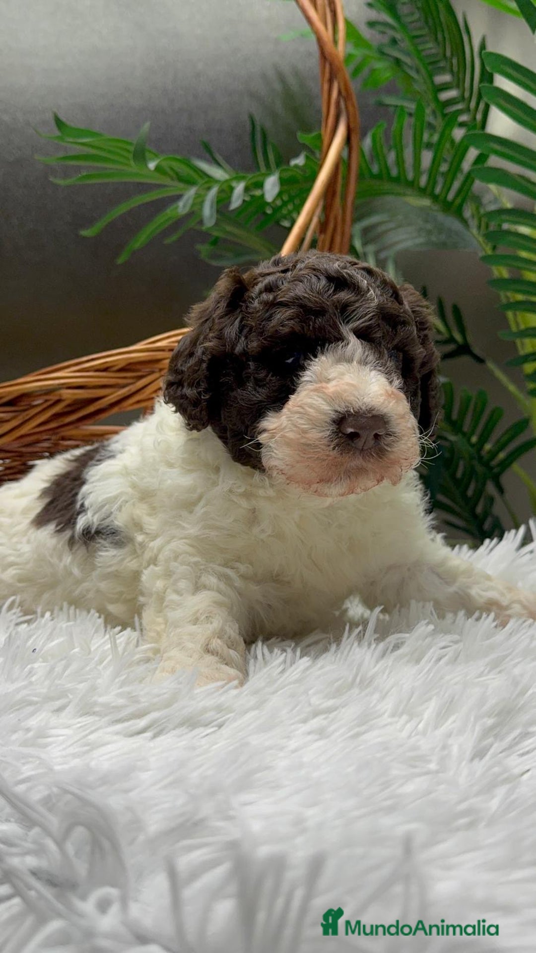 Perro de Agua Español perros en venta: PERRO DE AGUA ESPAÑOL MACHO - Anuncio 8