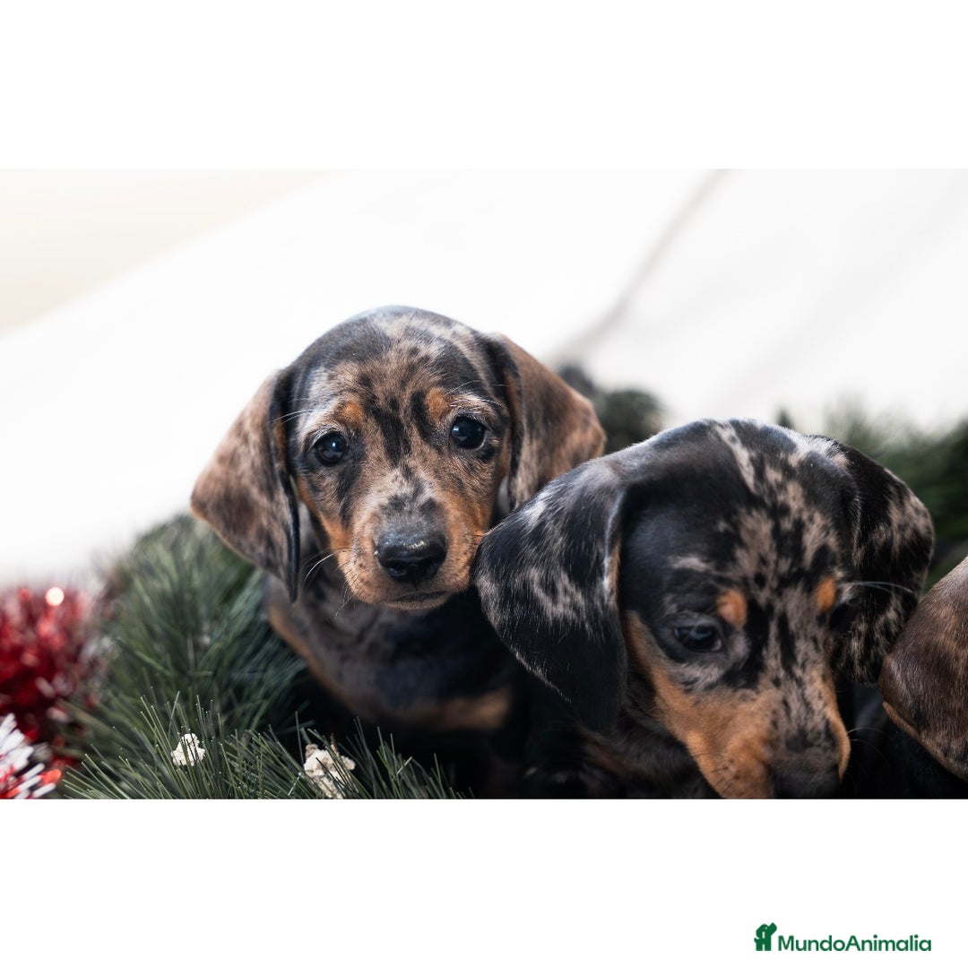 Teckel Miniatura perros en venta: Camada de Teckel miniatura 💙 - Anuncio 14