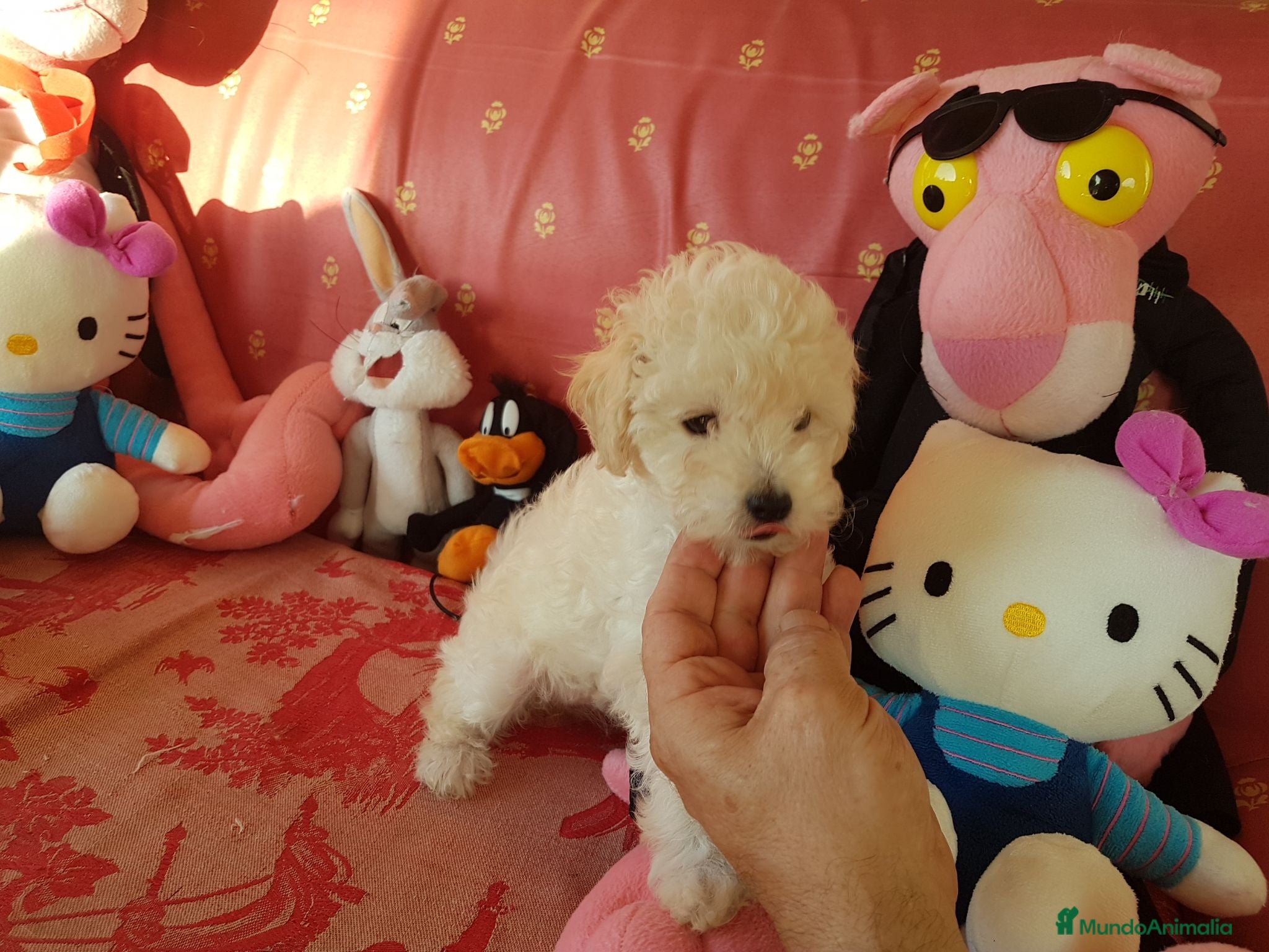 Caniche Toy perros Cachorros de Caniche Toy  - Anuncio 1