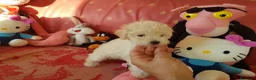 Caniche Toy perros en venta: Cachorros de Caniche Toy  - Anuncio 1