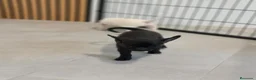 Chihuahua perros en venta: Chihuahua Toy Machitos - Anuncio 6