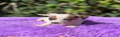 Jack Russell Terrier Cachorro 3