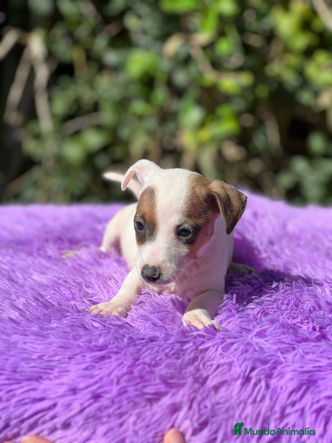 Jack Russell Terrier perros en venta: Jack russell bicolor - Imagen 6