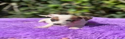 Jack Russell Terrier perros en venta: Jack russell bicolor - Anuncio 6