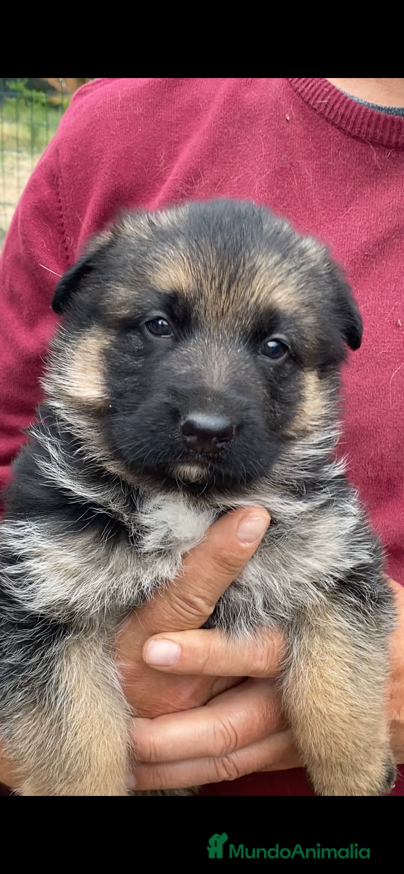 Pastor Alemán perros Pastor Aleman hembra - Anuncio 1