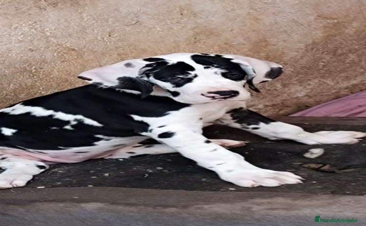 Dogo Alemán perros - Anuncio 2