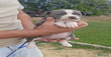 American Staffordshire-Terrier perros - Anuncio 5