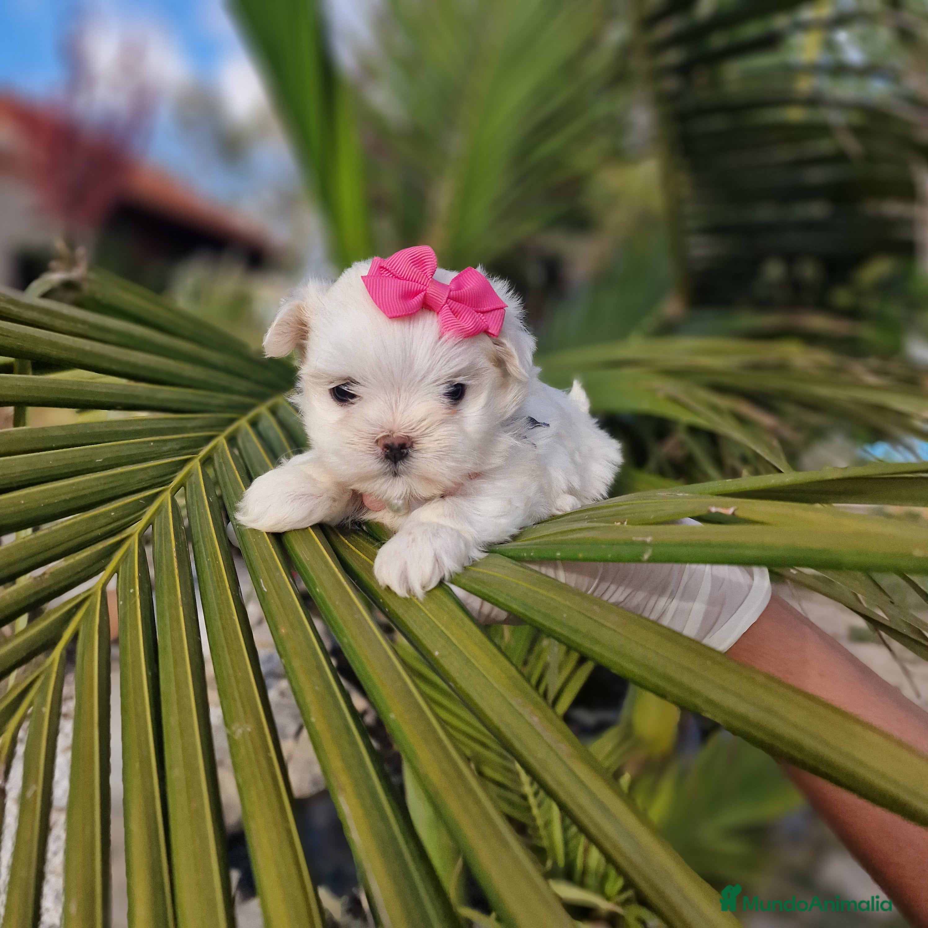 Bichón Maltés perros Bichon maltes 75 por cien coreanos! Espectaculares en Valencia - Anuncio 5