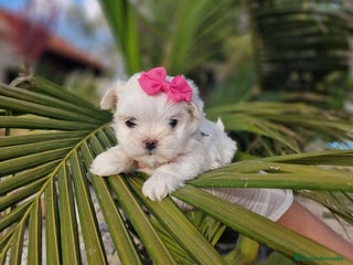 Bichón Maltés perros en Valencia - Anuncio 6
